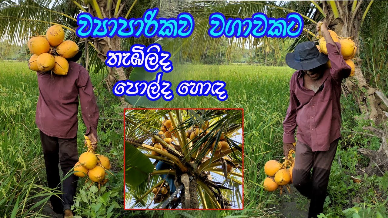 තැඹිලි වගාව පොල්වලට වඩා අඩු ඇයි | thambili wagawa | King Coconut |  thambili karmanthaya
