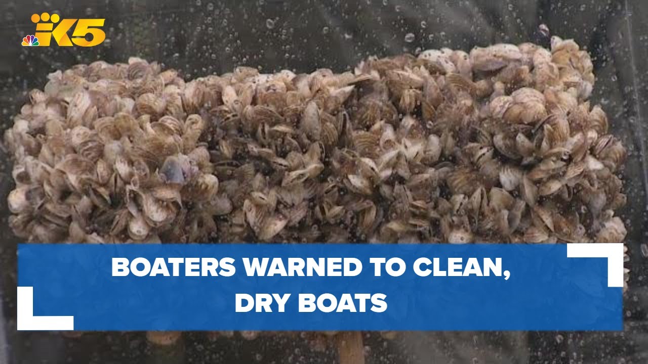 Boaters warned to clean, dry, drain boats to prevent invasive species spread