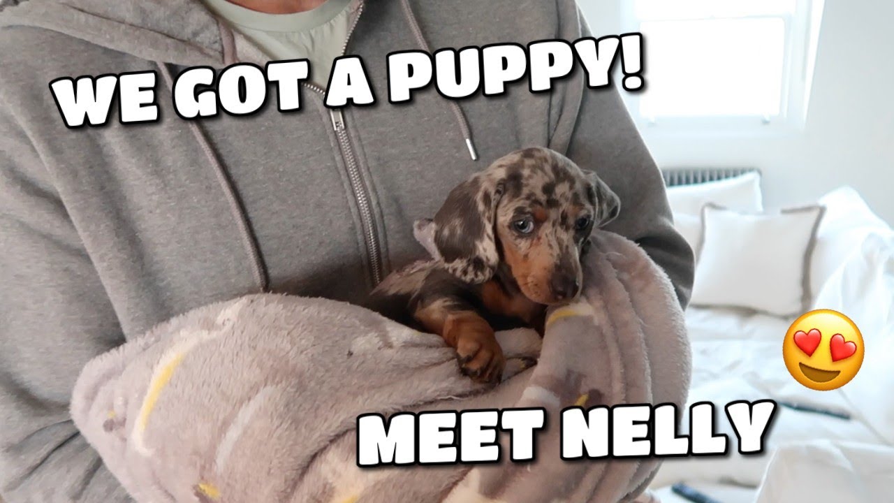 WE GOT A PUPPY! | MEET NELLY