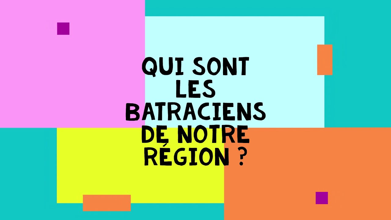 Les batraciens de notre r&eacute;gion - Cellule Environnement Mouscron