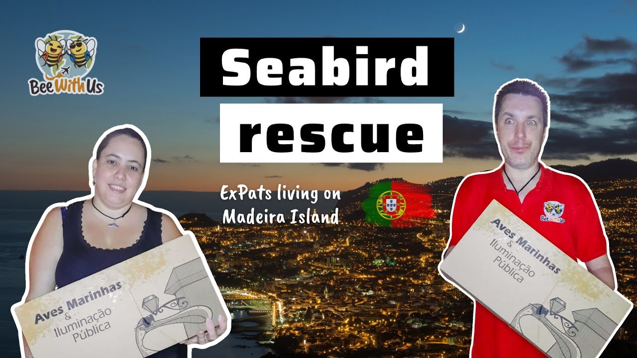 Seabird rescue - Volunteering for SPEA on Madeira Island