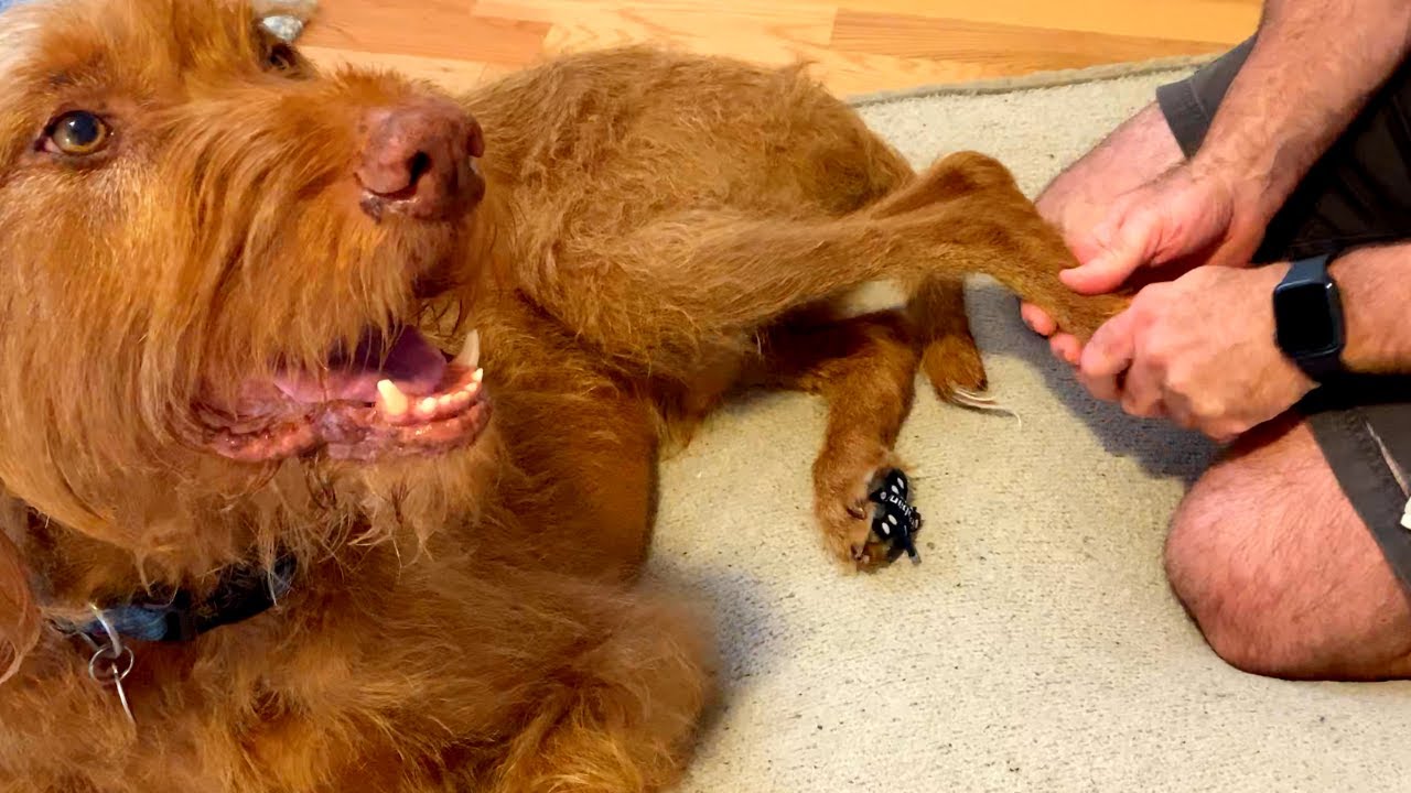 LIMPING DOG gets a CHIROPRACTIC ADJUSTMENT!