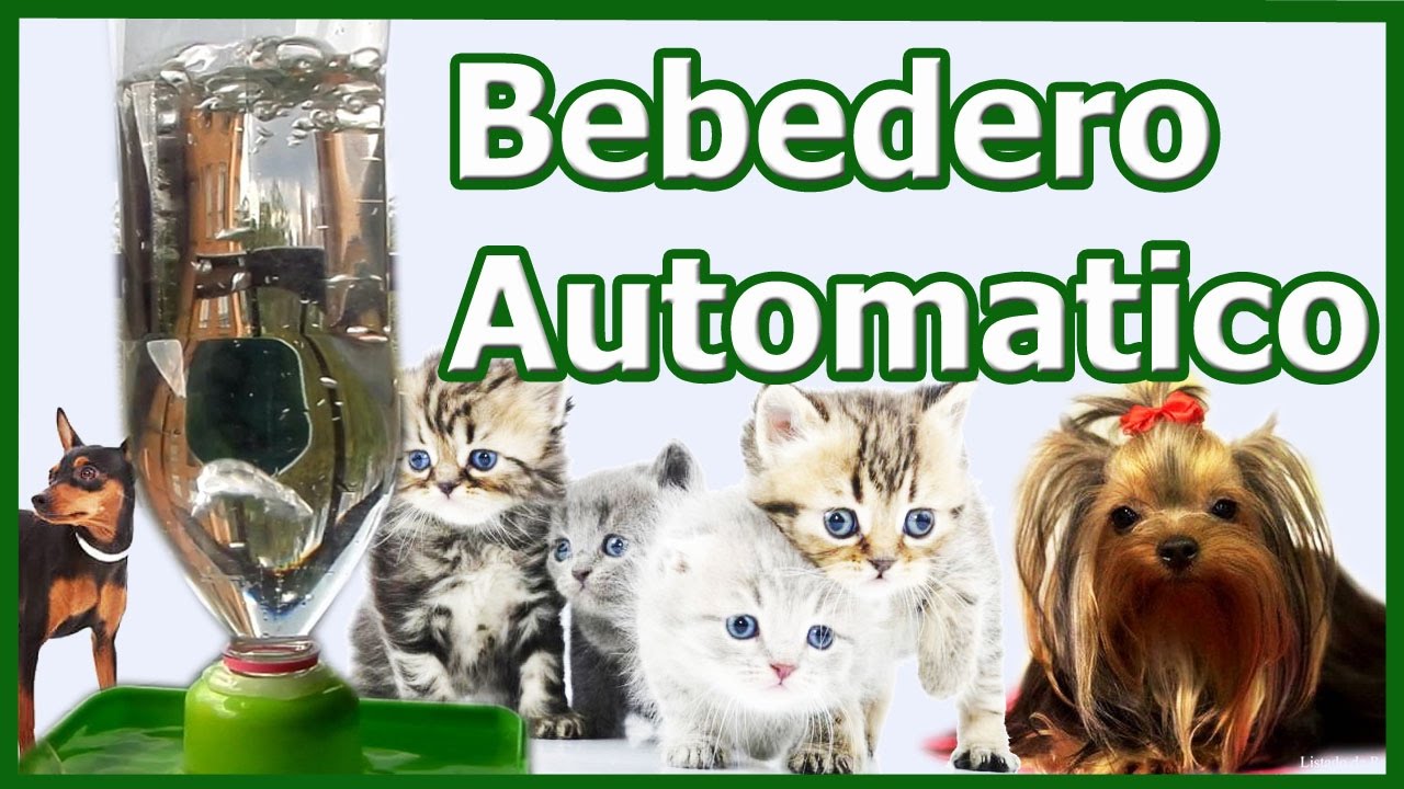 Bebedero de Agua Automático para Perros y gatos pequeños Cómo hacer