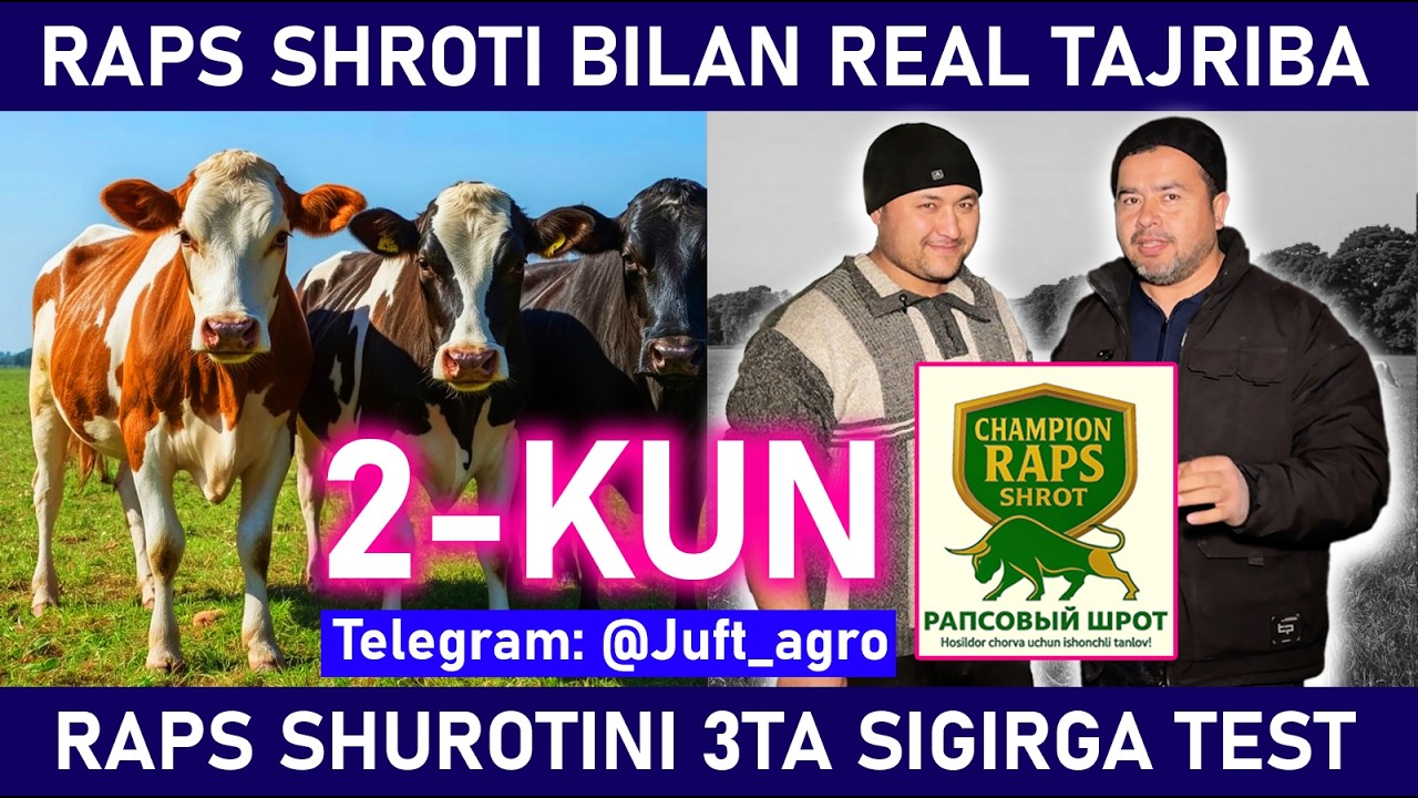 RAPS CHAMPION SHUROTINI 3TA SIGIRGA TEST QILISHNI BOSHLADIK! NATIJASINI OCHIQ KO‘RSATAMIZ!