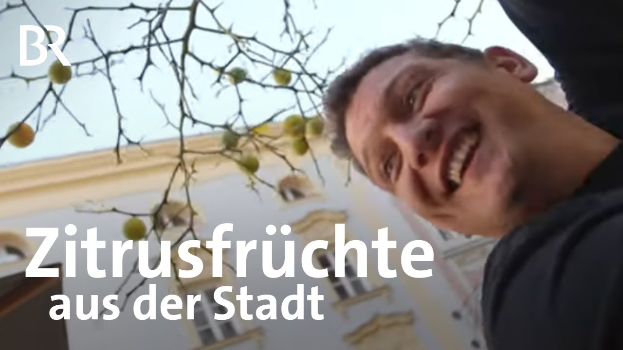Anbau von Bitterorangen mitten in der Stadt: Goldpomeranzen aus Passau | Landwirtschaft | BR