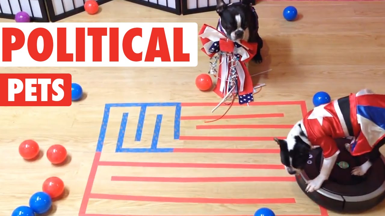 Highly Political Pets Video Compilation 2016