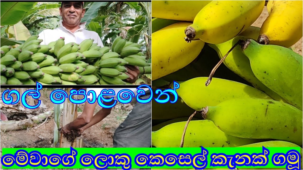 ගල් නිසරු භූමියේ කෙසෙල් වගාව/gal nisaru bumiye kesel wagawa