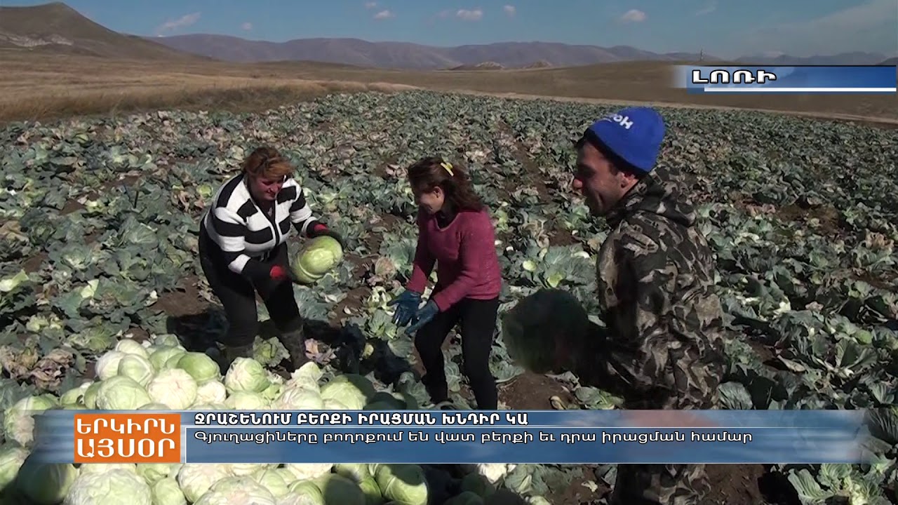 Ջրաշեն համայնքի բնակիչները բողոքում են բերքի վատ որակից