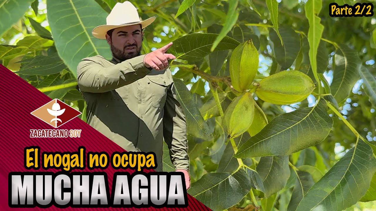 NUECES ZACATECANAS para todo México