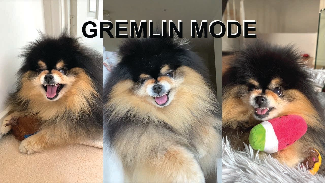 My Sassy Dog In Gremlin Mode | Part II