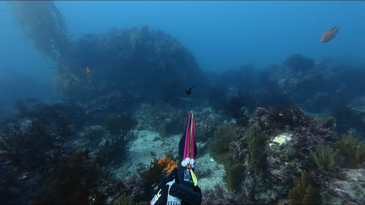California Spearfishing POV (15+ Feet Snipes)
