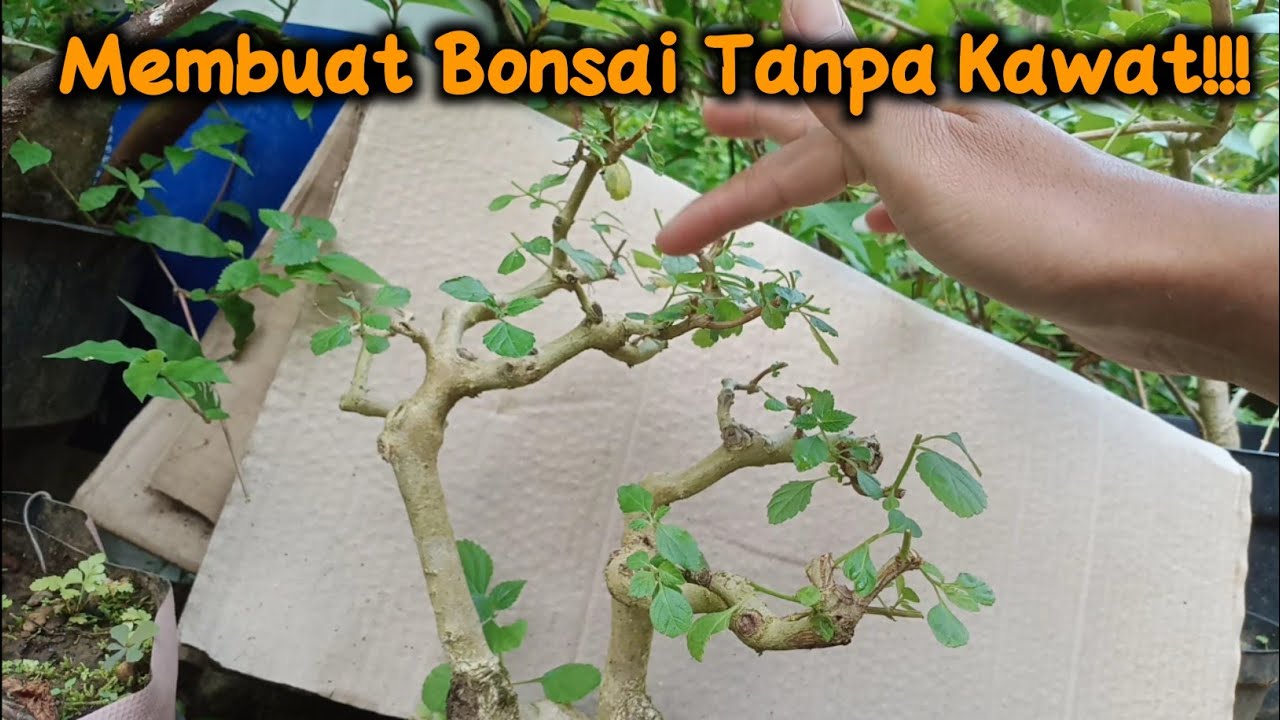 Tanpa Kawat❗❗❗Membuat Bonsai Lantana Clip and Grow