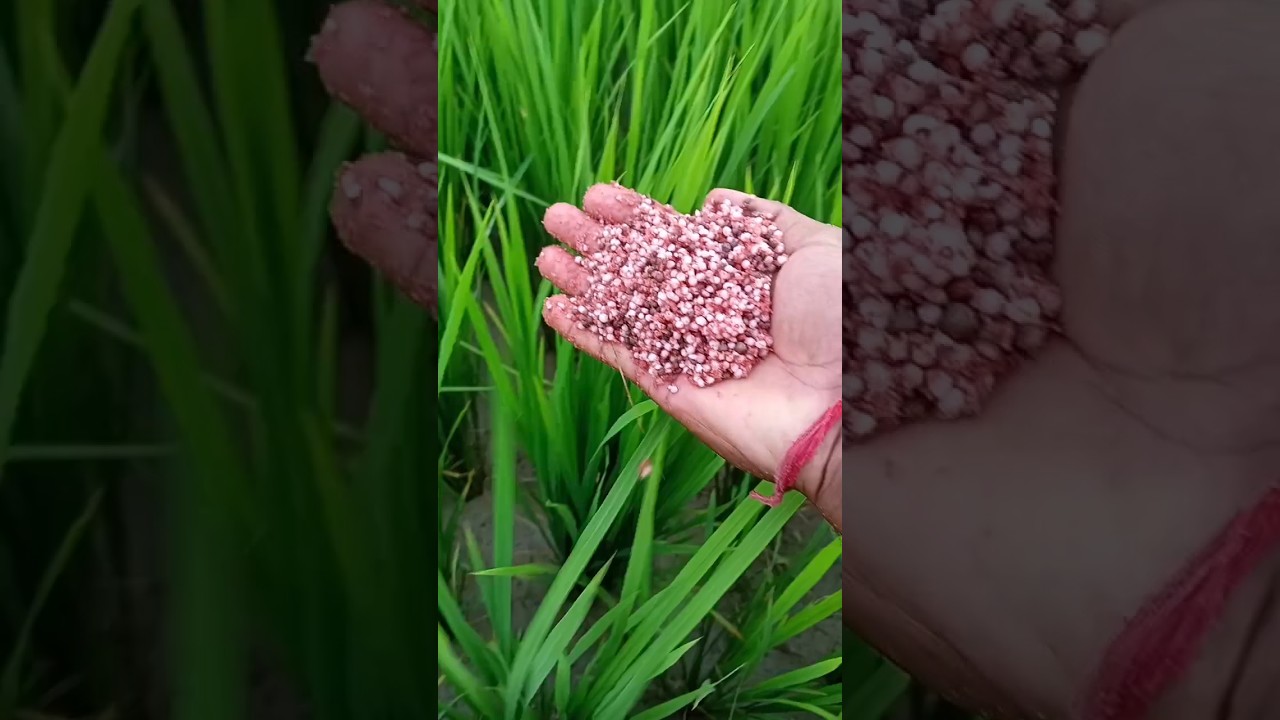 Spreading fertilizer in the rice field by hand #fertilizer #ricefarming