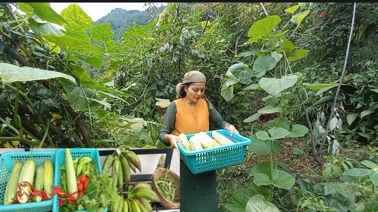 Harvesting Different Vegetables In My Garden 