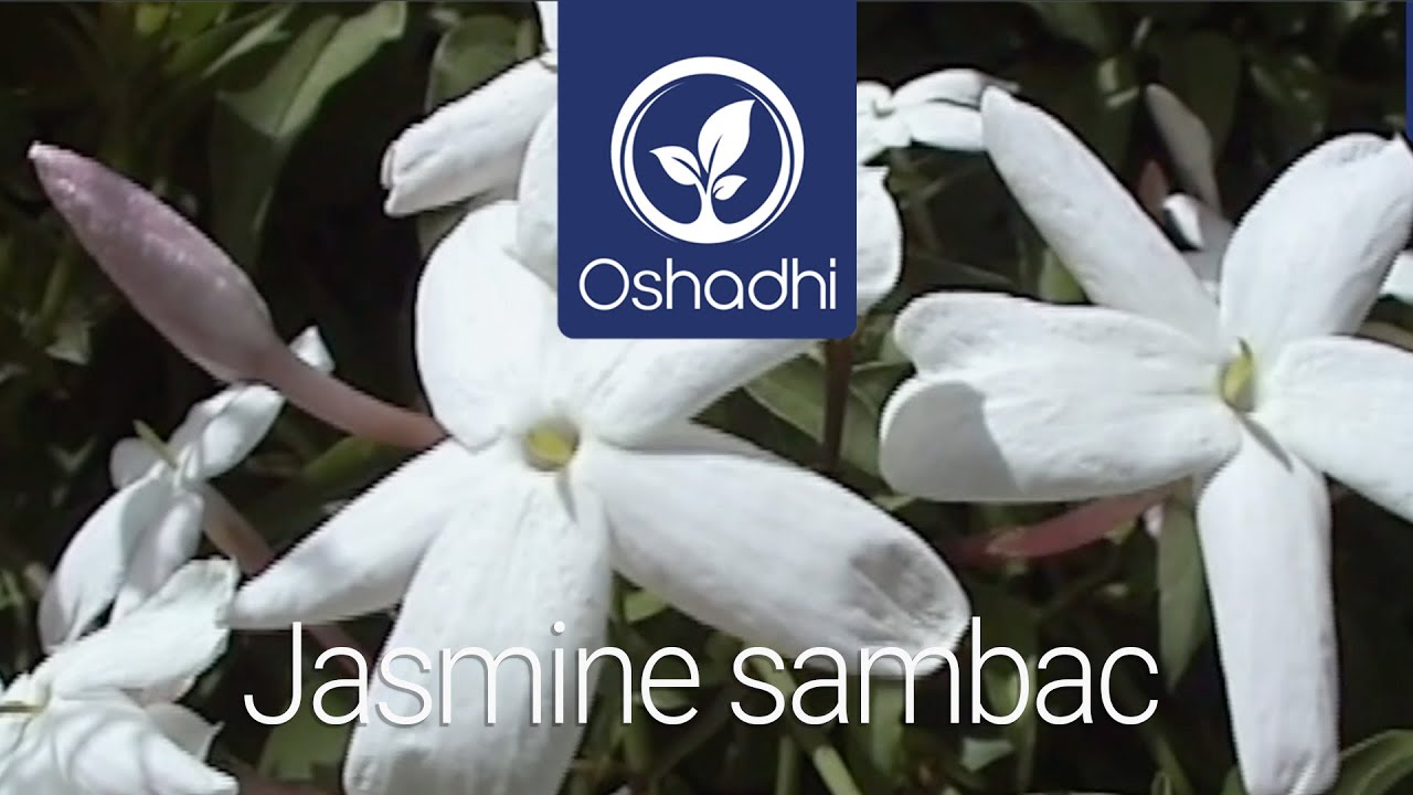 Jasmine sambac (Jasminum Sambac) | Essential-Oil-Plant Portrait by Dr. Malte Hozzel