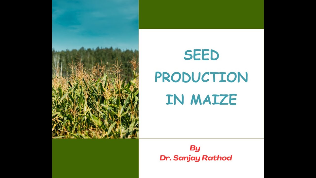 Seed Production in Maize (Variety and Hybrid)