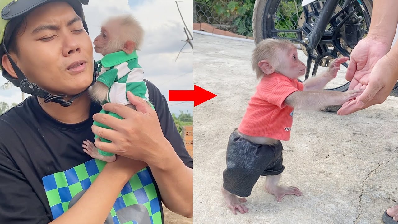 Collection of the Best Videos! Monkey SinSin has been independent since he was young without his fat