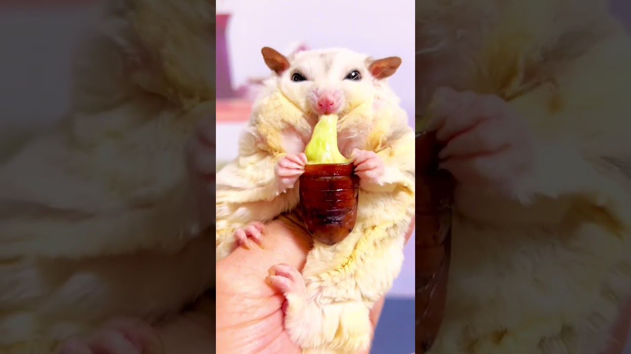 Today, the fat girl eats some meat, silkworm pupa with cheese#pets #cute #animals #sugarglider