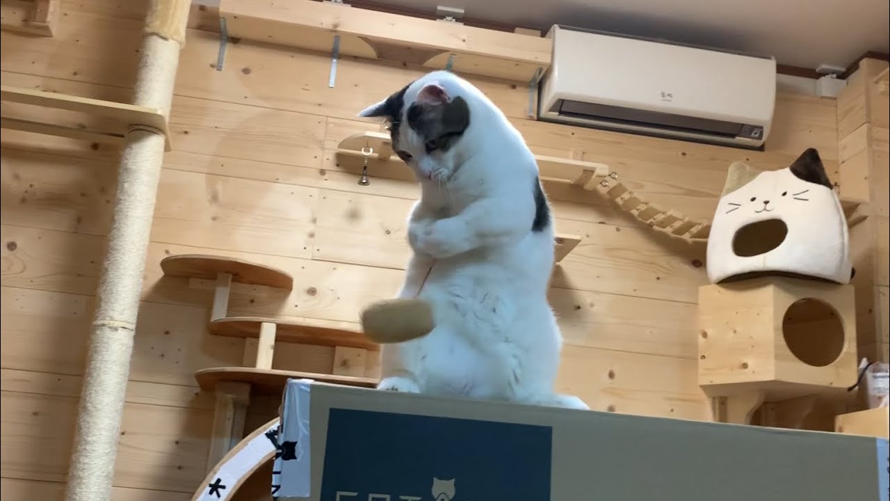 反応がちょっと鈍い右利きの猫