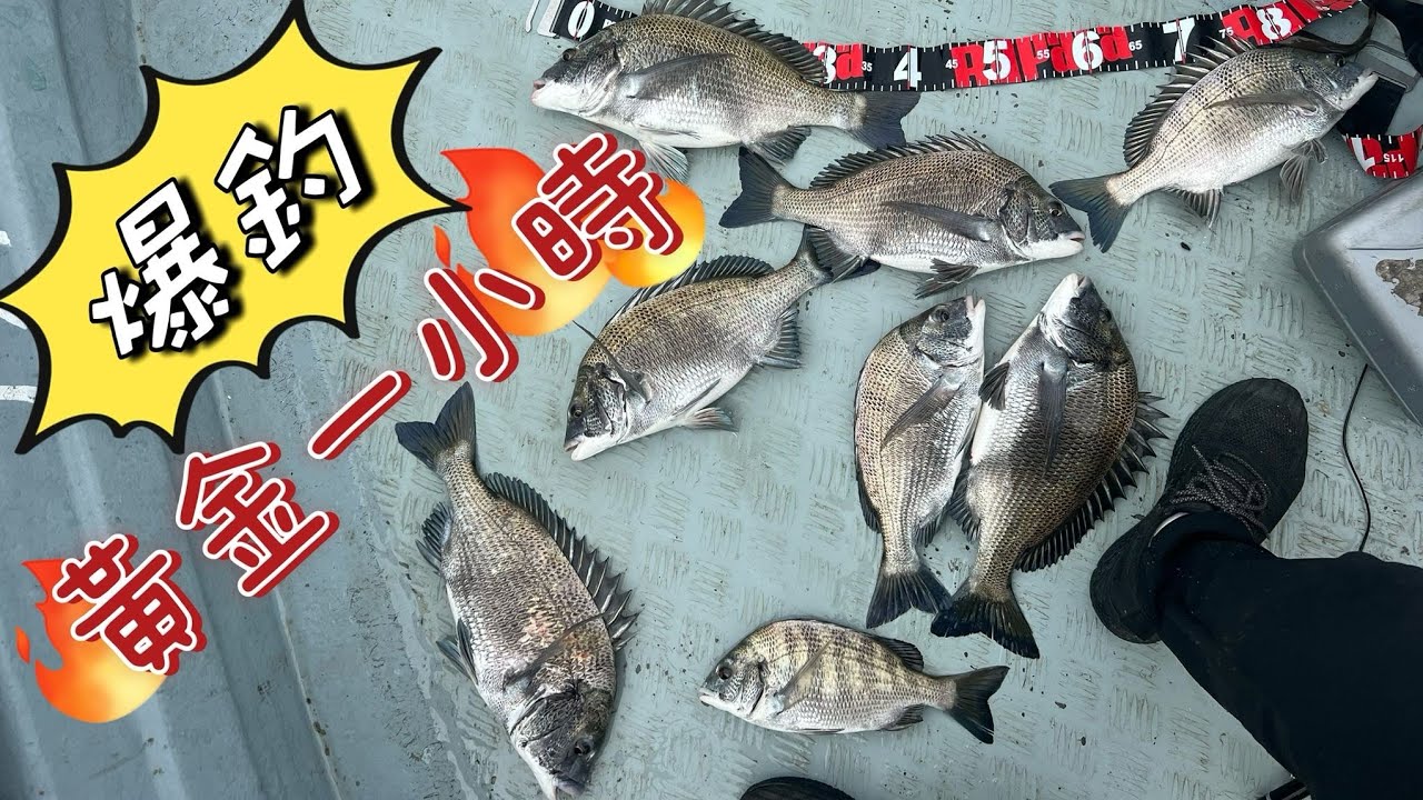 [流記釣魚#07]流記流浮山黃金一小時 黑沙開口  同流水競賽 流浮山四匹仔十五匹釣臘魚立魚 #fishing #香港釣魚 #艇釣 #釣魚 #流浮山 #hongkongfishing