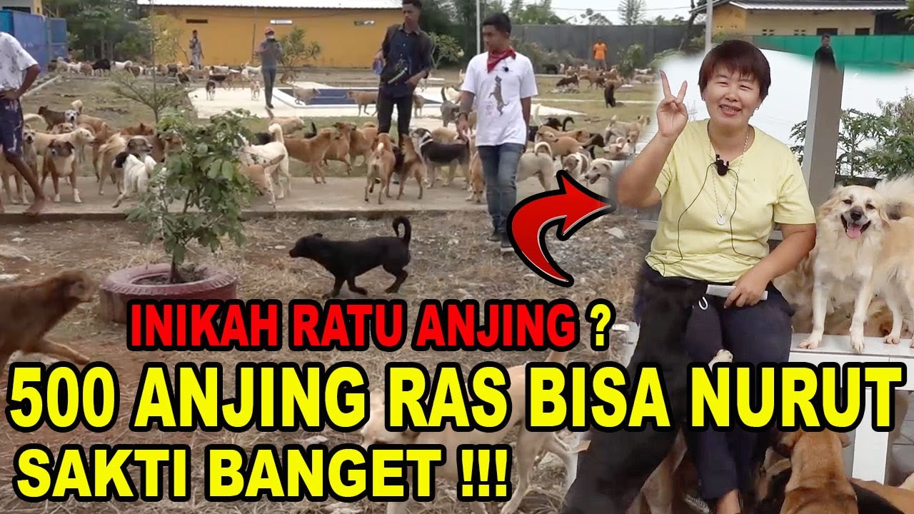 500 ANJING RAS BISA NURUT - RATU ANJING SAKTI BANGET - VIRAL TAPI GAK TRENDING