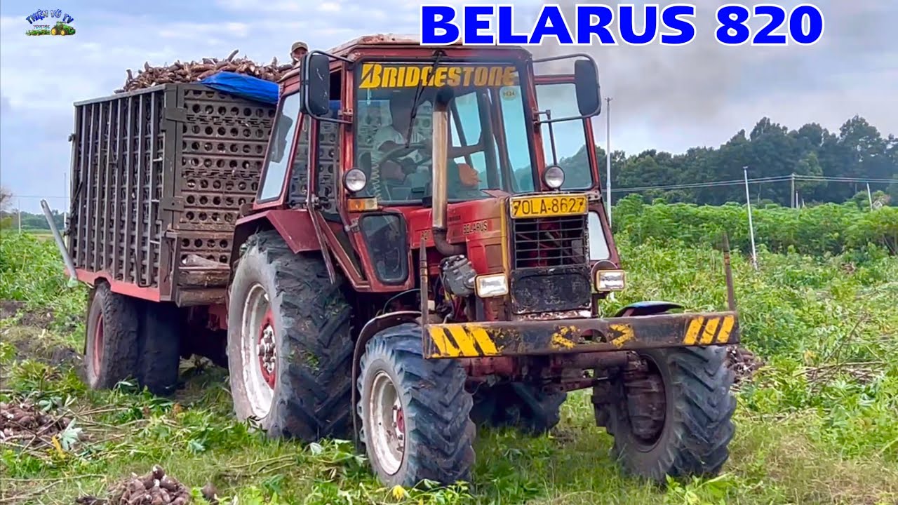 Máy cày belarus 820 chở củ mì ở tân châu, giống mì 05 đám này củ hơi thất nha anh em