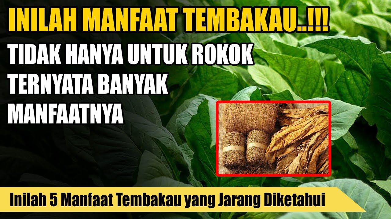 5 Manfaat Tembakau Yang Jarang Diketahui | Manfaat Tembakau Selain Untuk Rokok