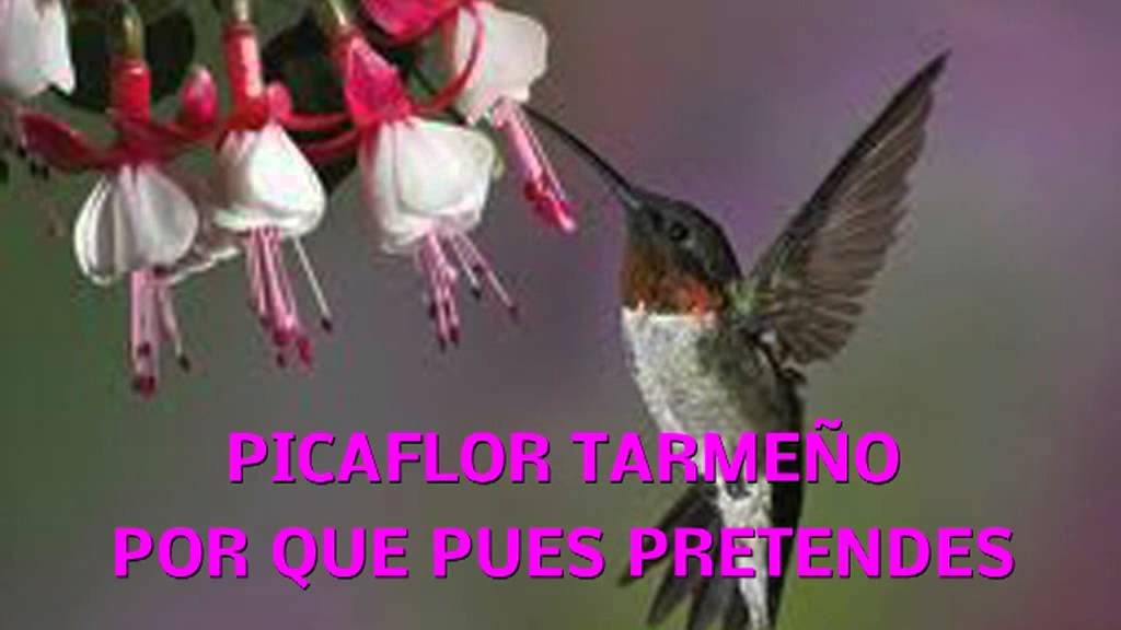 KARAOKE AGUILA NEGRA PICAFLOR TARMEÑO HUAYNO
