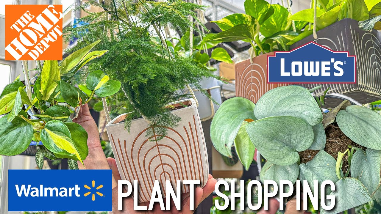 Finding more NEW 2025 Houseplants at the big box stores Plant Shopping
