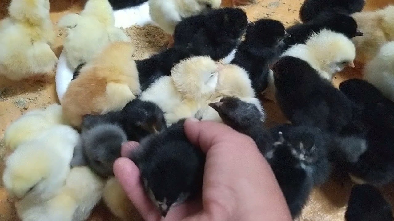 Bayram şekeri bunlar 🍬🍃🐣🍃🐥🍃🍬