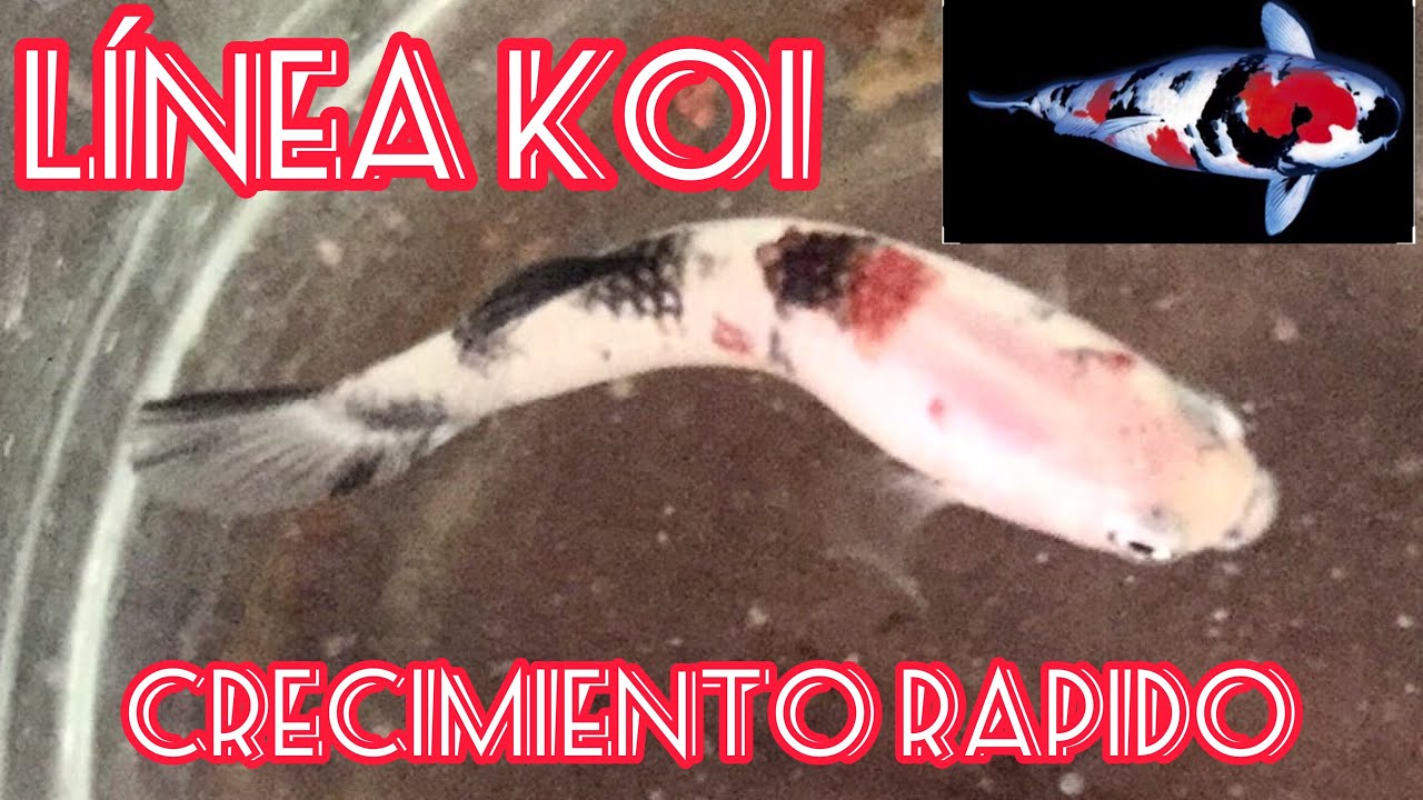 Línea KOI HMPK Genética del pez betta! Enfrascado ( trucos)