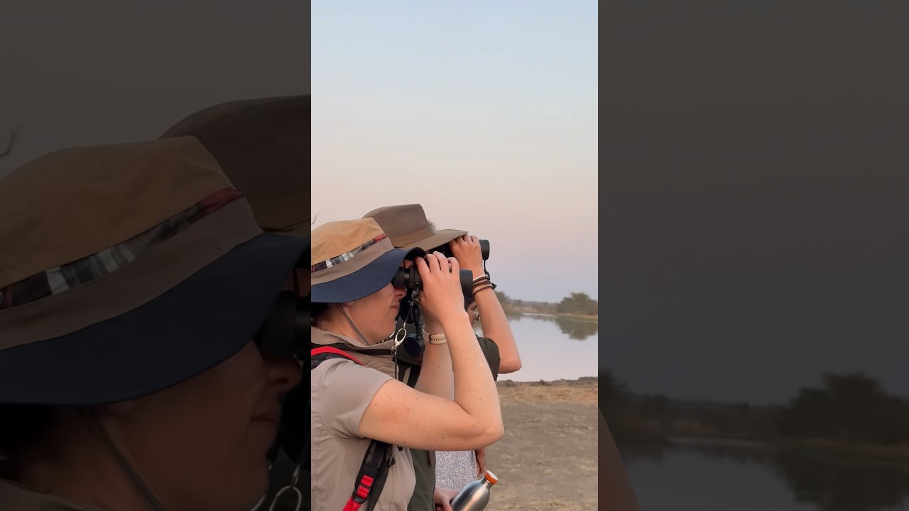 Buffalo staring at us on a bushwalk | #africanwildlife #ecotraining #africa #nature #bushwalk