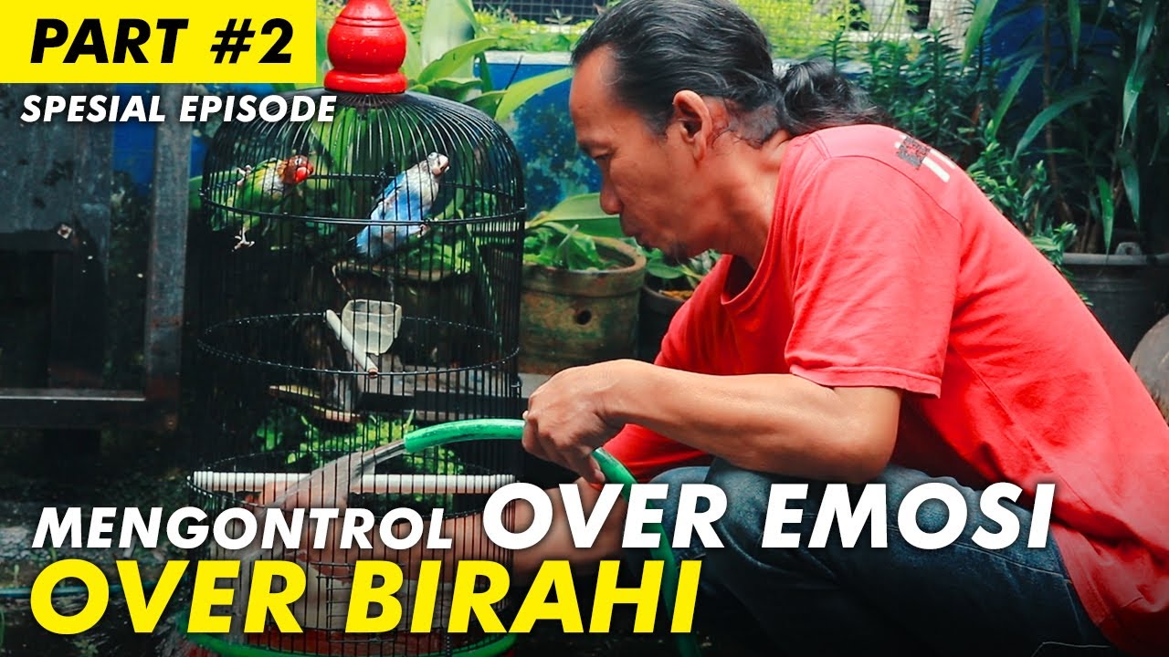 Sekolah Burung #11: Cara Mengontrol Over Birahi Dan Over Emosi Pada Lovebird | Part #2