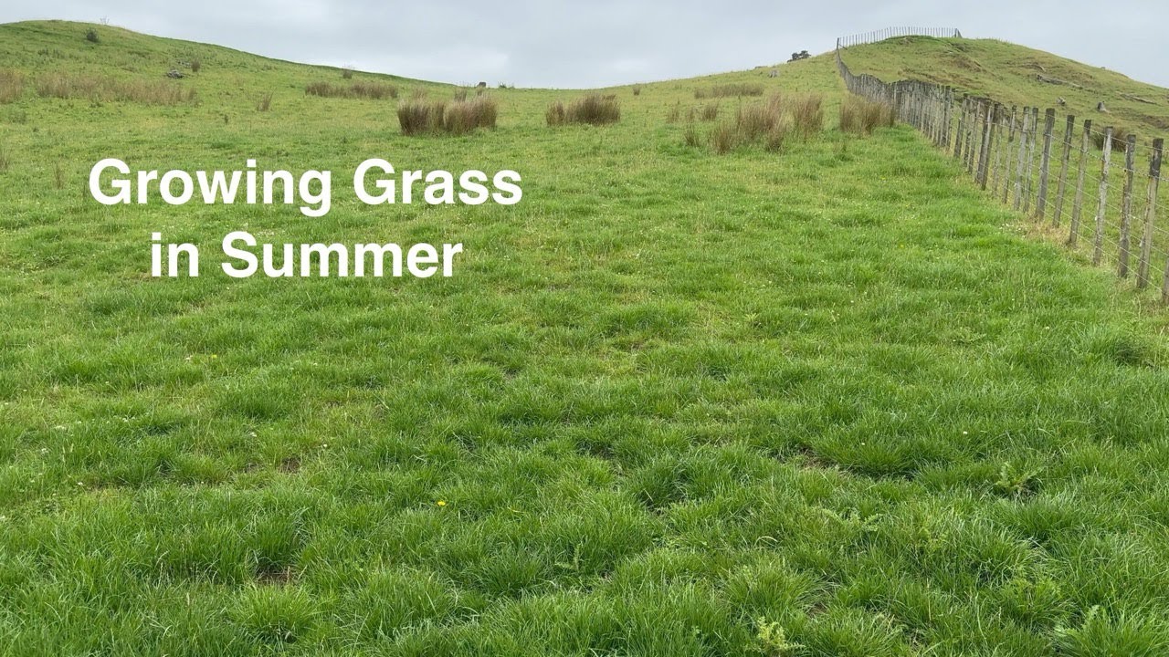 New Year with Grass - Sorting Male Lambs and Stock Shifts.