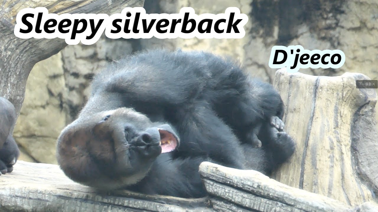 Gorilla D'jeeco was so sleepy with cute expression./金剛猩猩 D'jeeco想睡覺的可愛表情