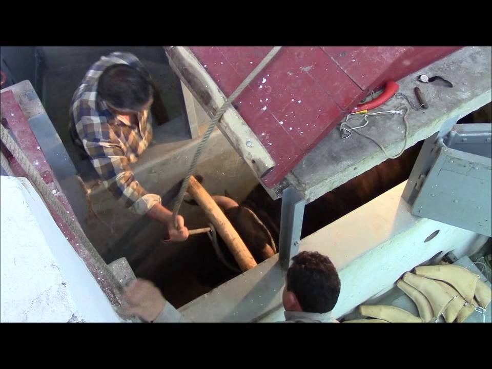 Enjaular e Embolar dos Toiros CAJAF para o concurso de ganadarias 22Junho2013