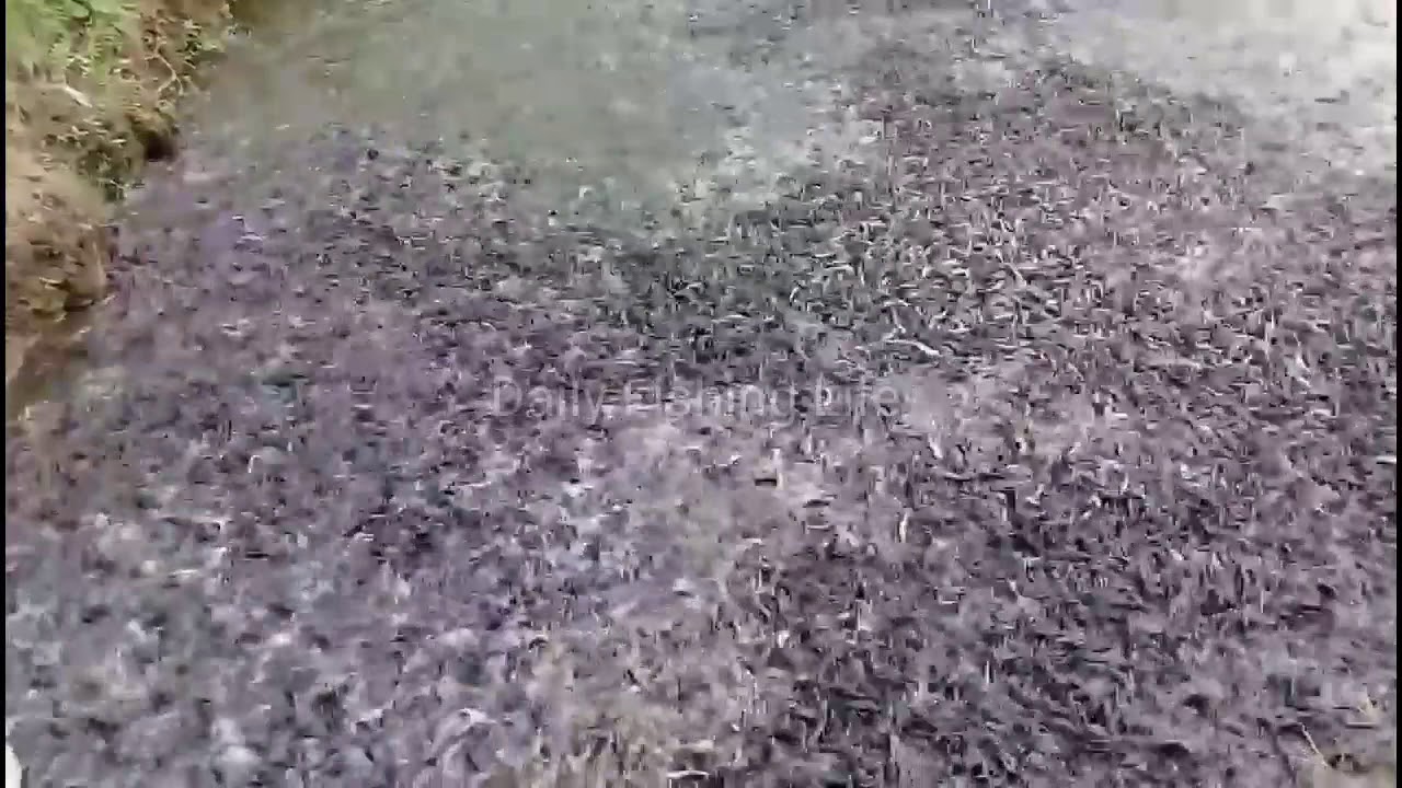 Best Net Fishing l By Fish Hunting Cast Net Fishing in the Daily Fishing Life (Part-09)
