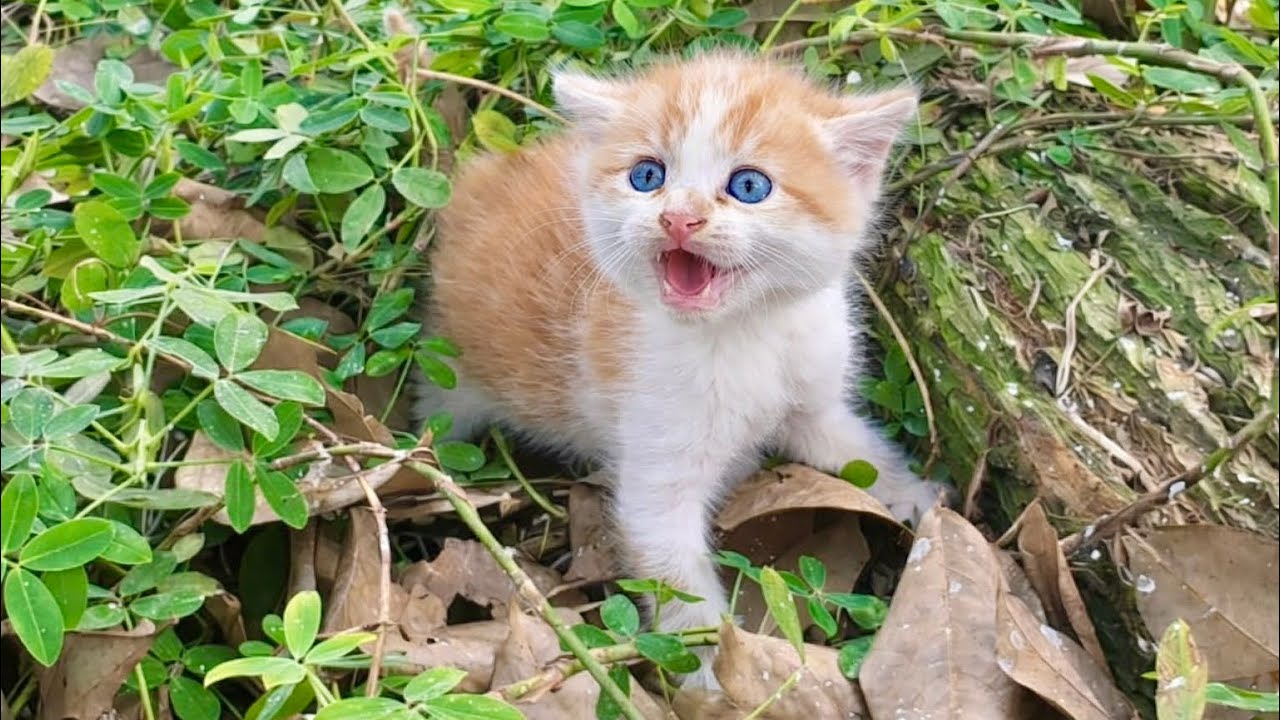 Two homeless kittens became aggressive when I approached them, And what happens next?