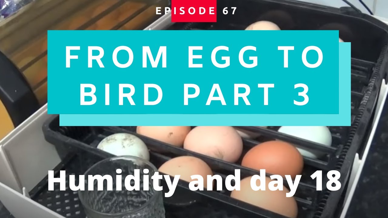 From Egg to Chicken (Pt 3) Humidity and day 18