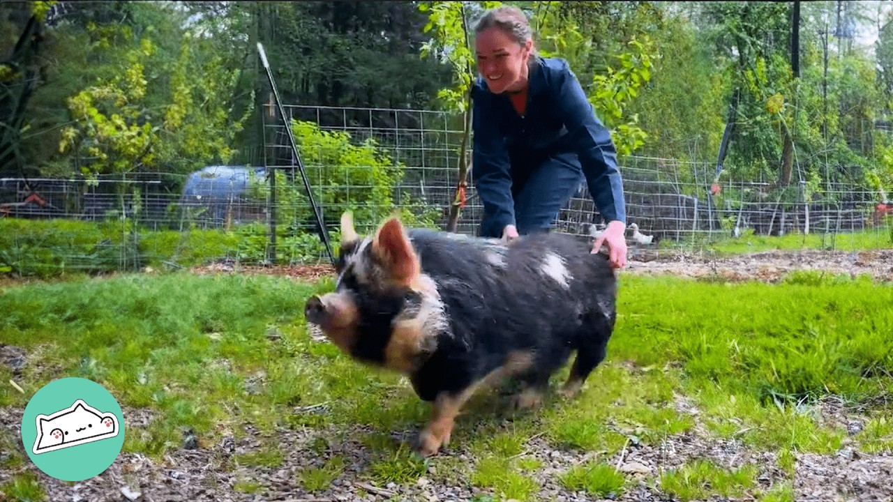 Woman Found A Heartbroken Pig. Now She Does Happy Zoomies | Cuddle Buddies