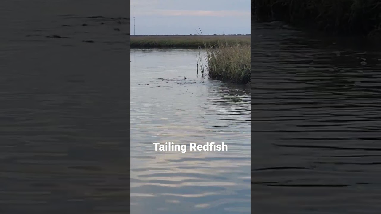 Tailing Texas Redfish.