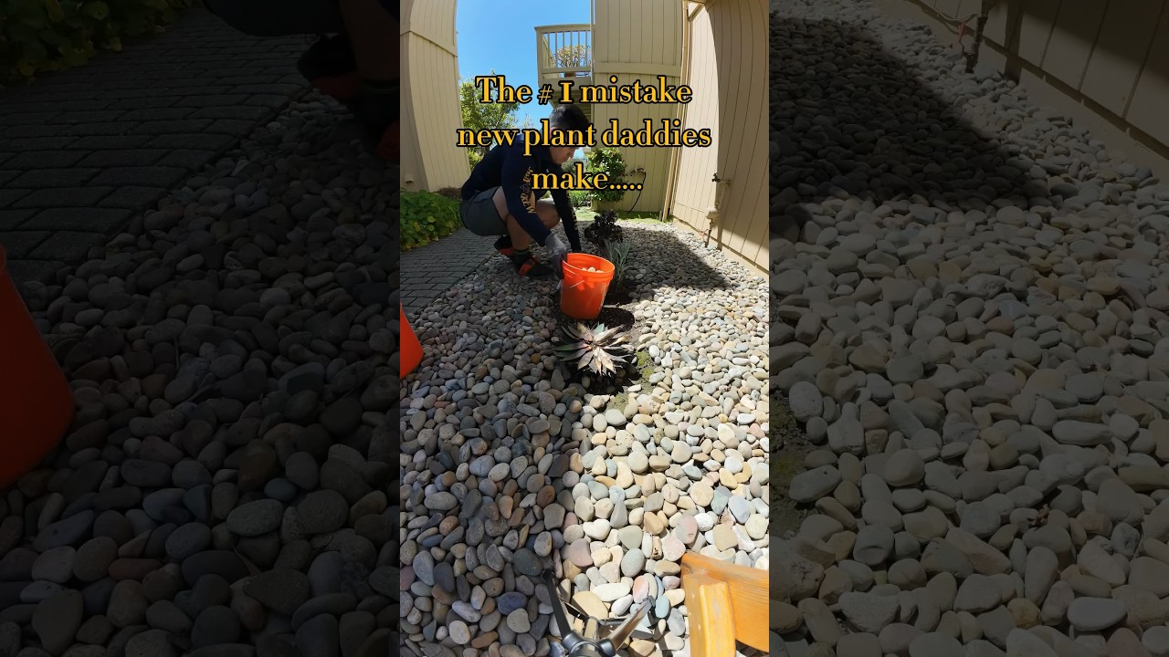 Watch this if you're planting succulents outside.