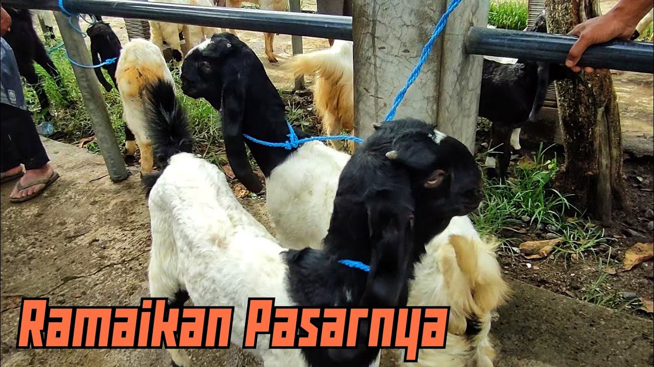 UPDATE HARGA PASAR KAMBING PON TRENGGALEK JAWA TIMUR ????