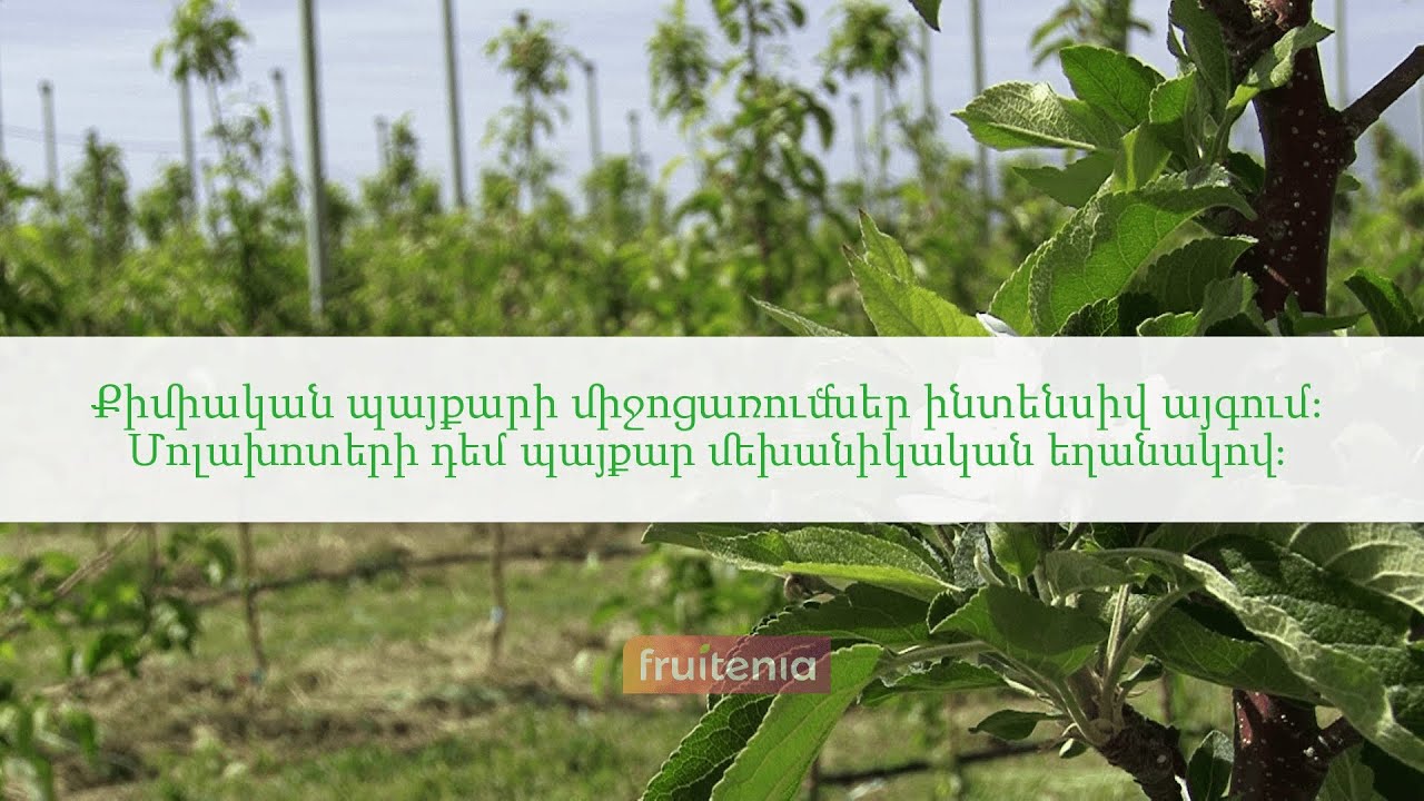 Քիմիական պայքարի միջոցառումներ խնձորենու ինտենսիվ այգում / Chemical control in intensive orchard