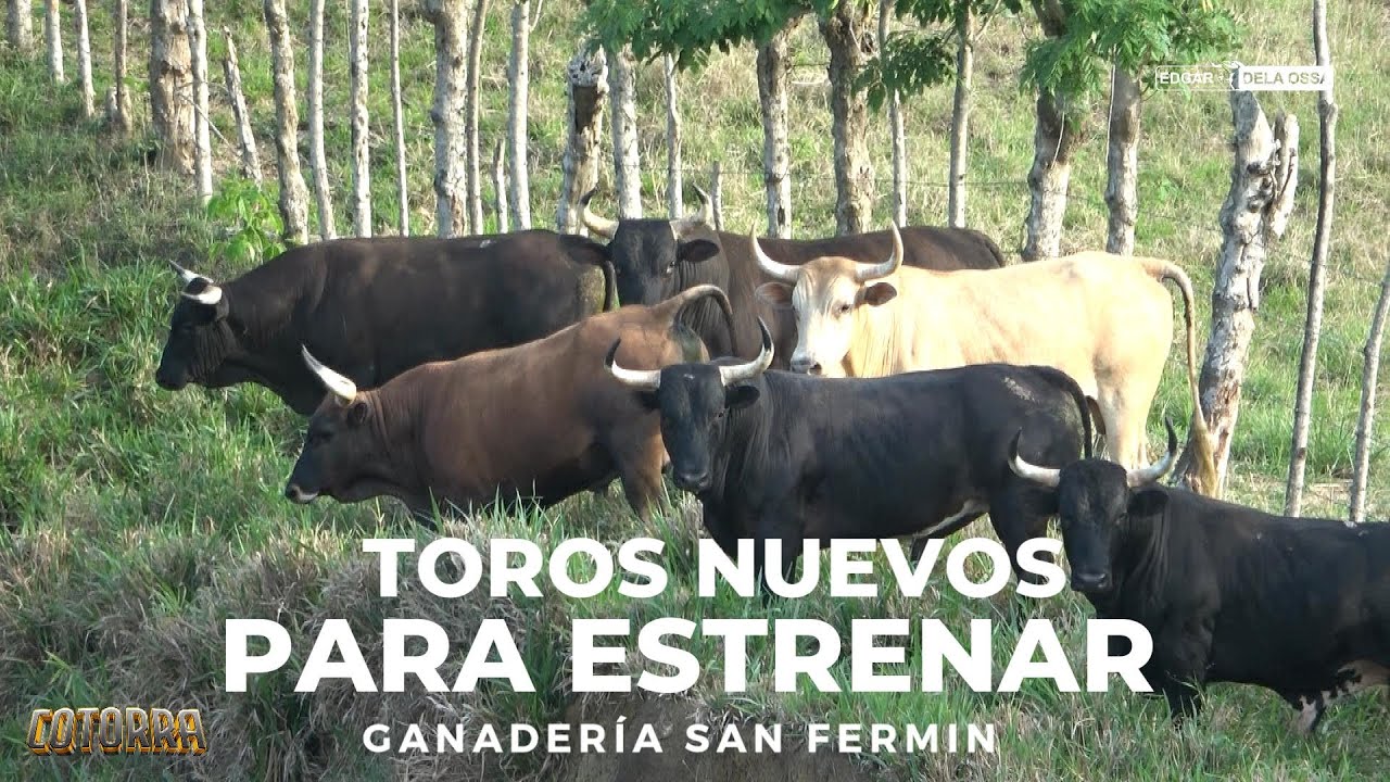 Toros la Ganaderia San Fermin para estrenar en COTORRA 2025