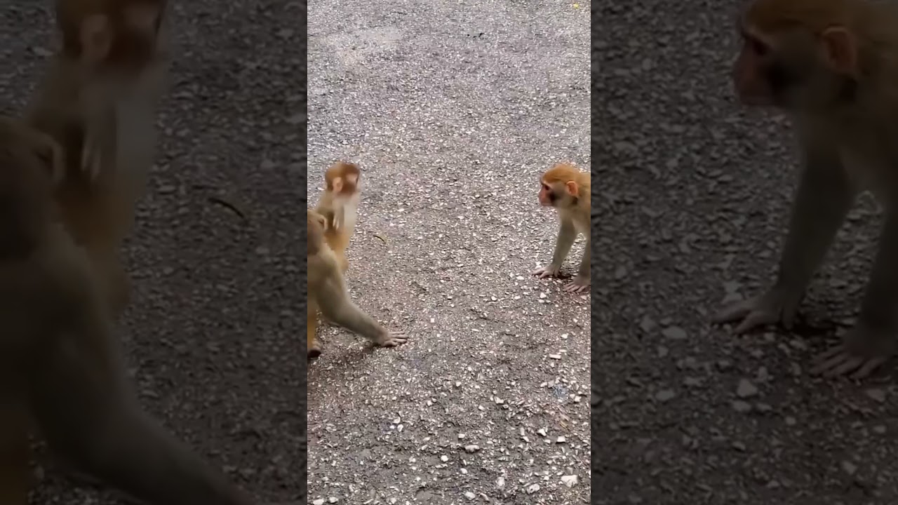Cute Baby Monkey Funny Video 2021#shorts
