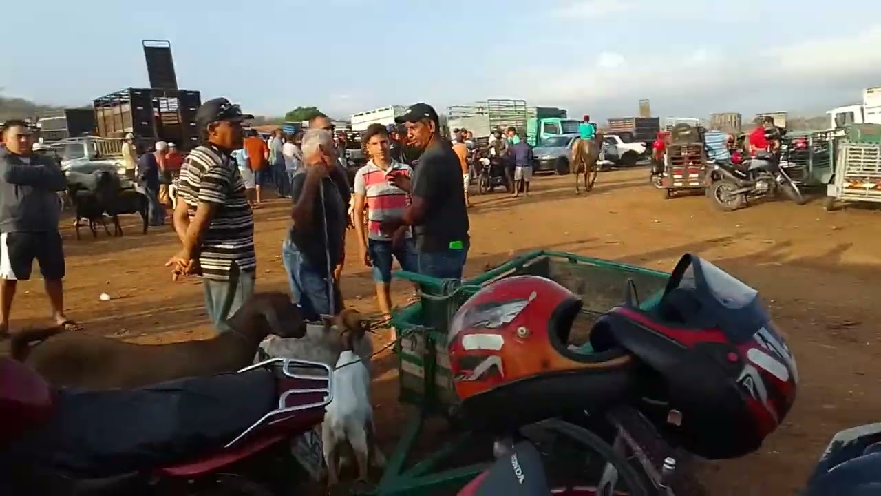 Feira do gado  da cidade de Guarabira PB. 29/01/26🌵🤠