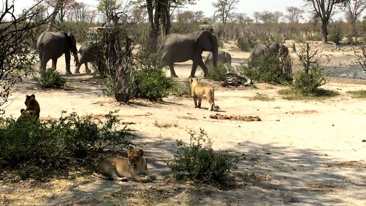 Midday action at a Waterhole  the Savuti , Botswana