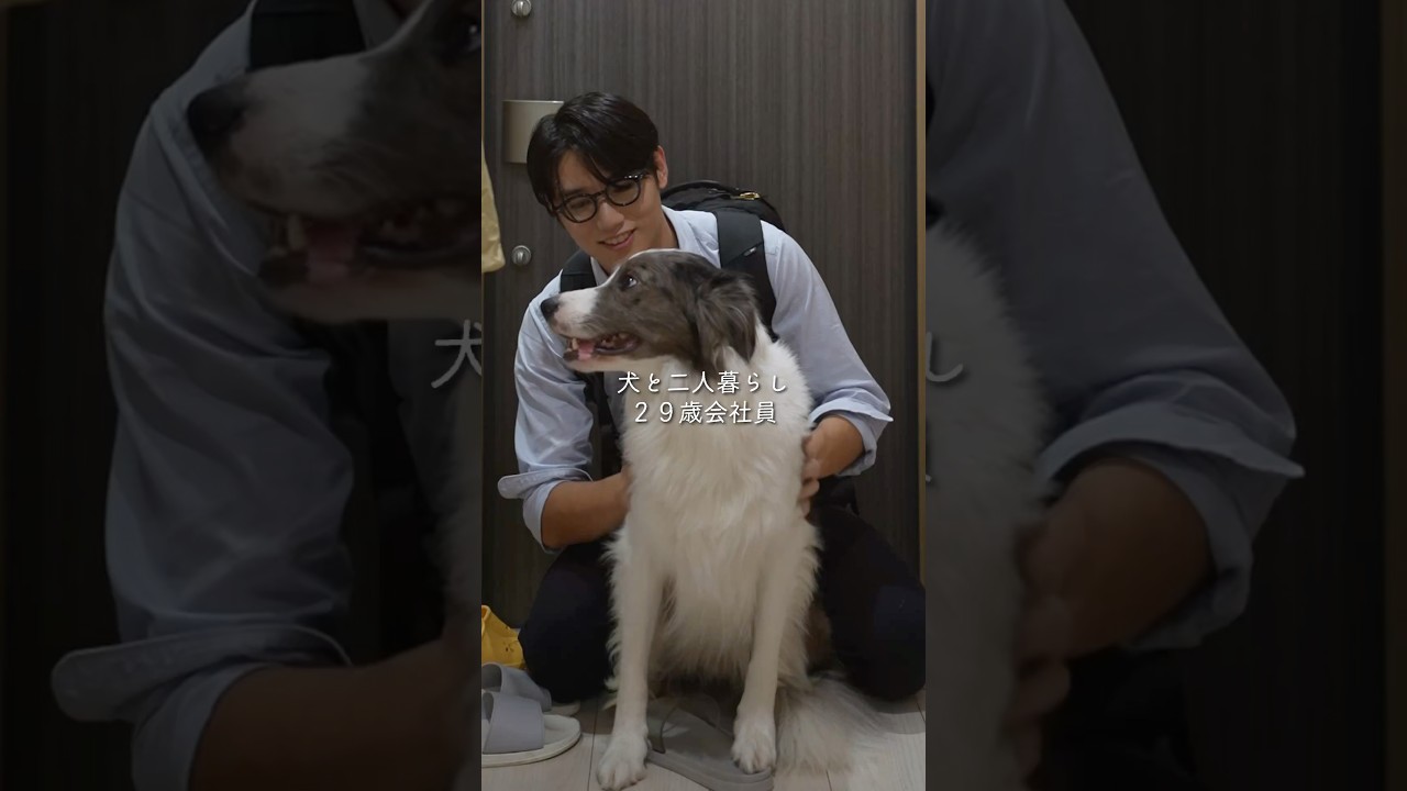 犬と二人暮らし29歳会社員#会社員 #ボーダーコリー #犬のいる生活