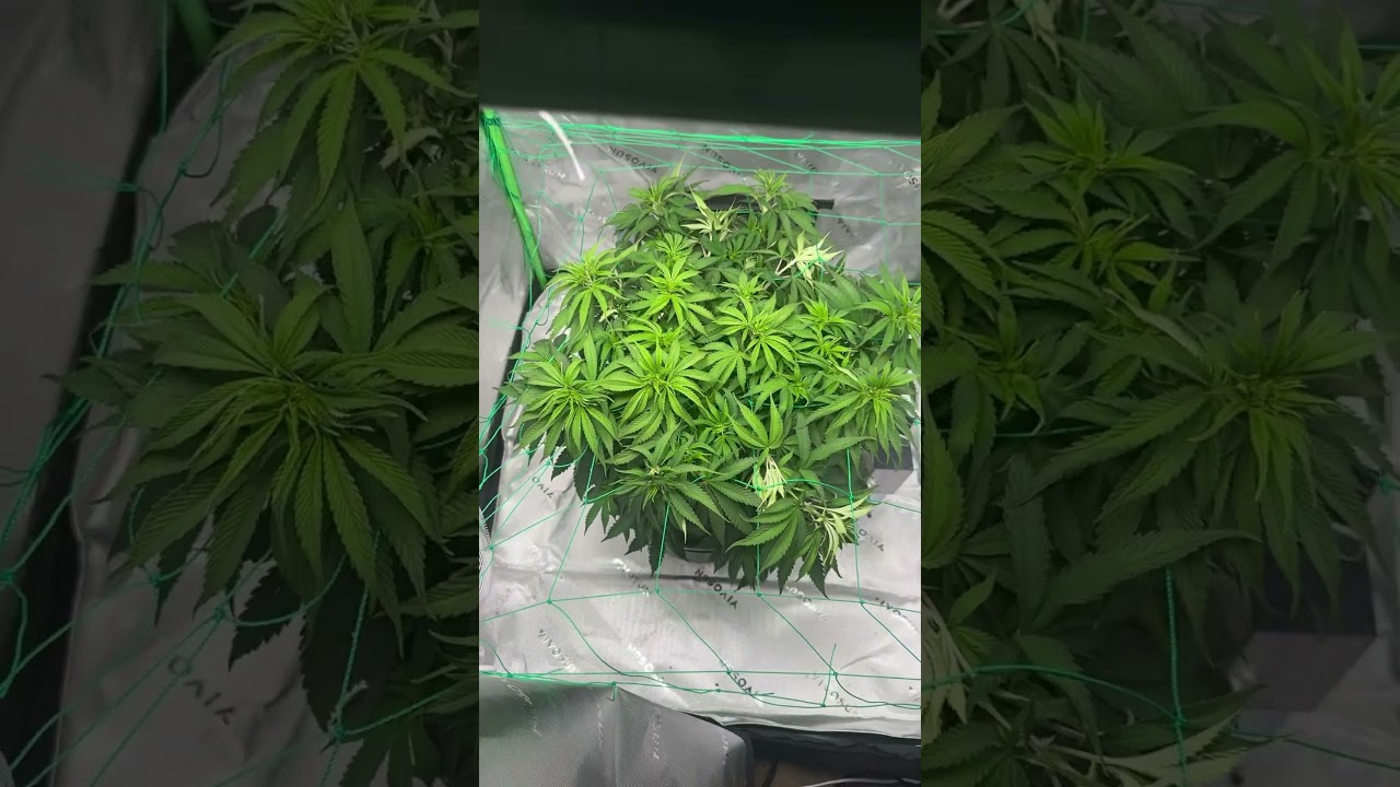 Update von der Frozen Black Cherry. Morgen lollipop, dann Bl&uuml;te. #legal #420 #grow #germany #ganja
